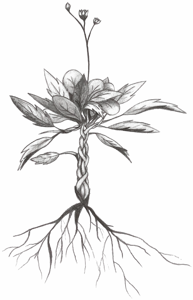 Illustration Frostkraut von @eemmaa_01